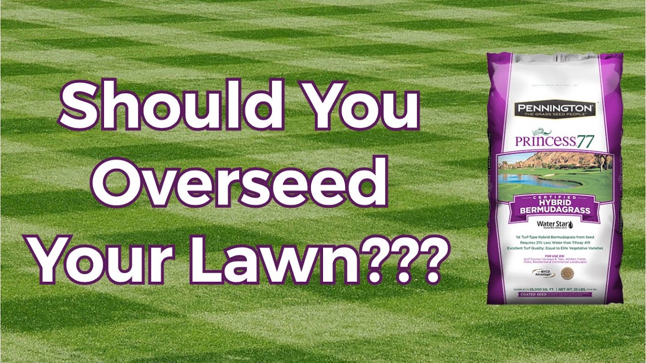Should You Overseed Your Lawn? Plus Lawn Tips For Bermuda Lawns