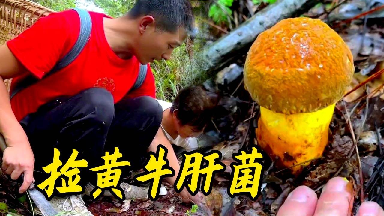中秋上山竟然撿到黃牛肝菌，真是太意外了，還有野生水果哦