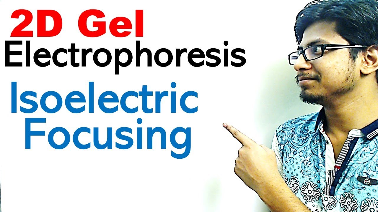 2 d gel electrophoresis procedure | 2 dimensional gel electrophoresis