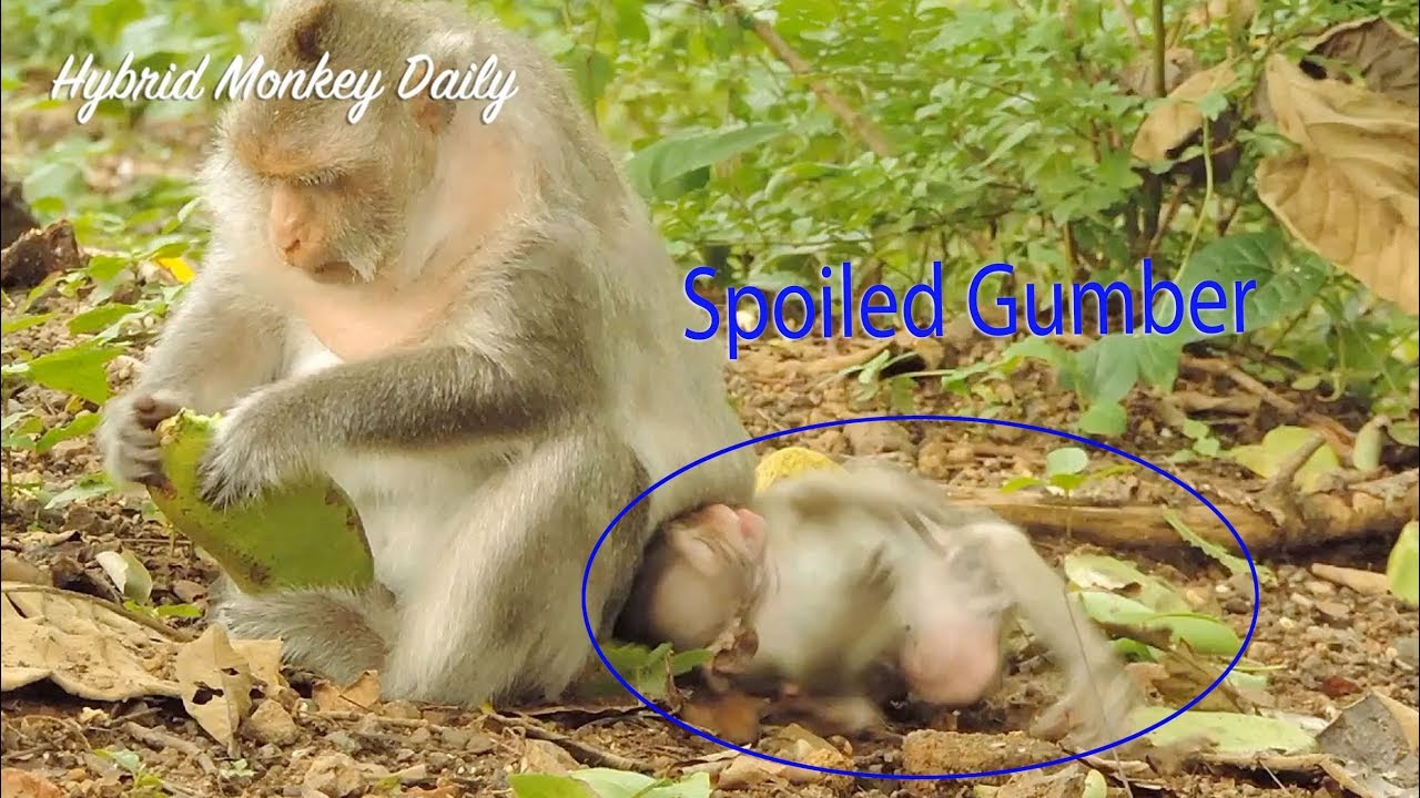 Super Cry Shaking Body Spoiled Baby Gumber Angry Berry Not Care About Him For Milk