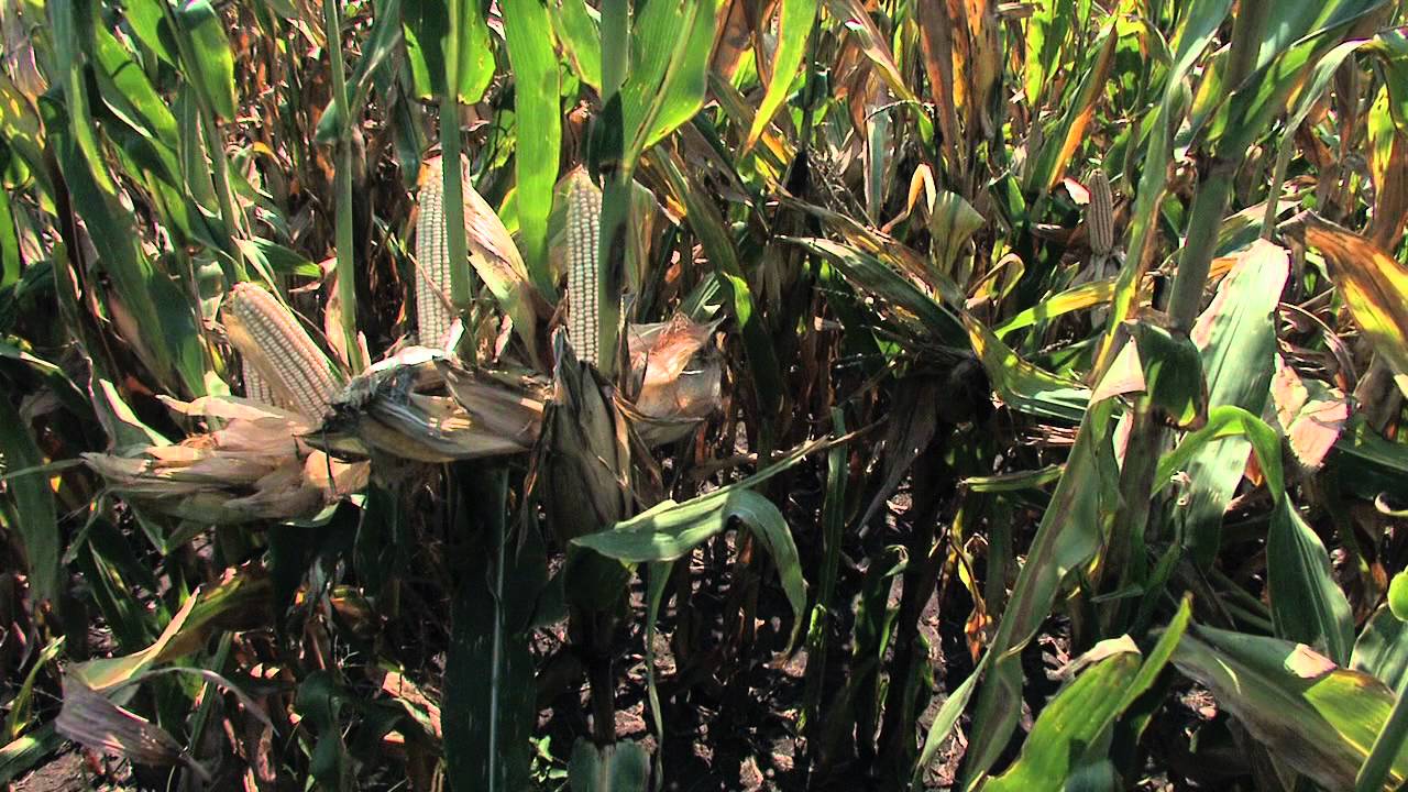 Iowa Minute: Farmers Grow White Corn for Food