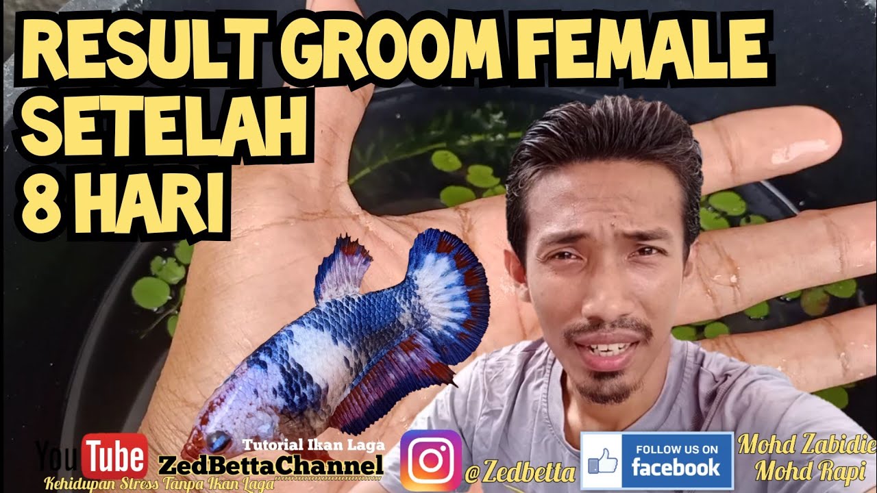 Result Cara Groom Saiz & Full Egg Female [Part2] #ikanlaga #cupang #grooming