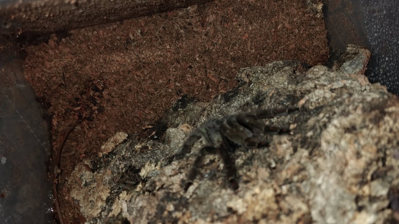 Unboxing Tarantulas From The Spider Shop 