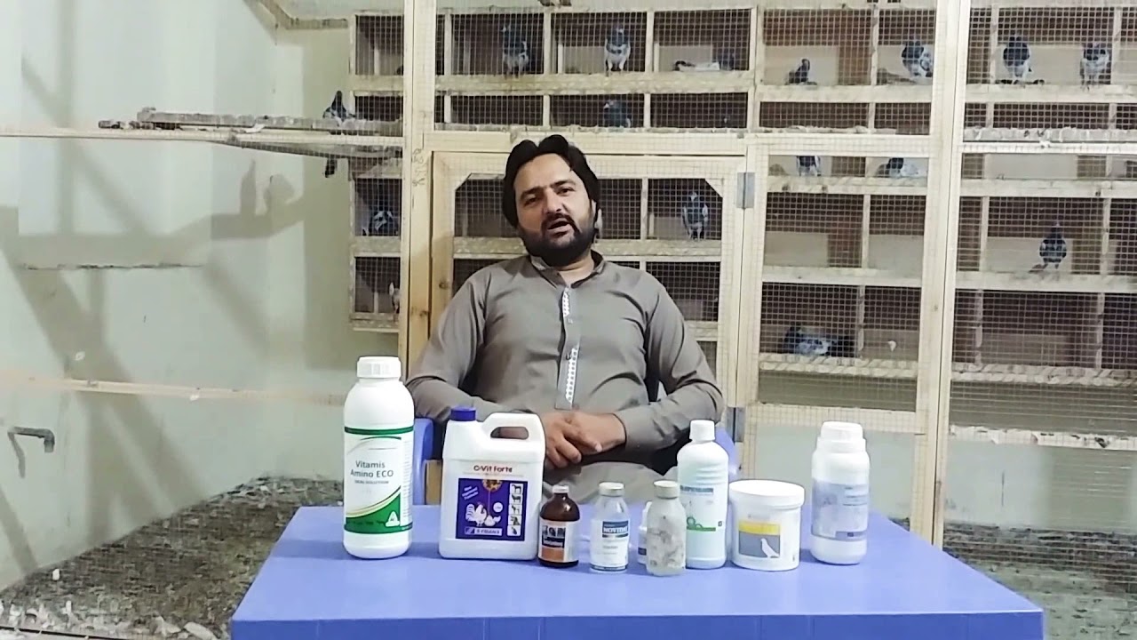 کبوتر کا نزلہ زکام ریشے کے لئیے بہت اچھا آزمودہ نسخہ Pigeon flu is a very tried and tested recipe fo