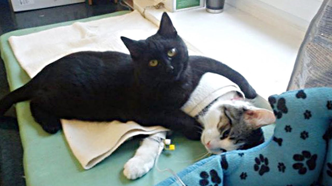 Sweet Nurse Cat Helps Other Animals Get Better, Even Dogs!