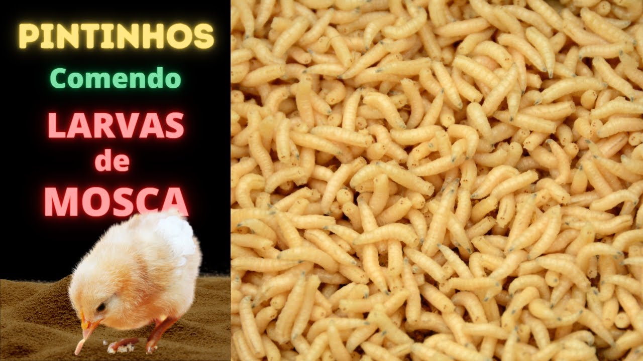 Larvas de Moscas para pintinhos