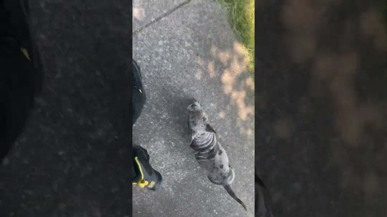 We Outside☀️🐶