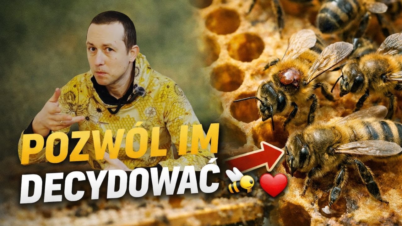 Pszczoły wiedzą, kiedy robić zabiegi na warrozę