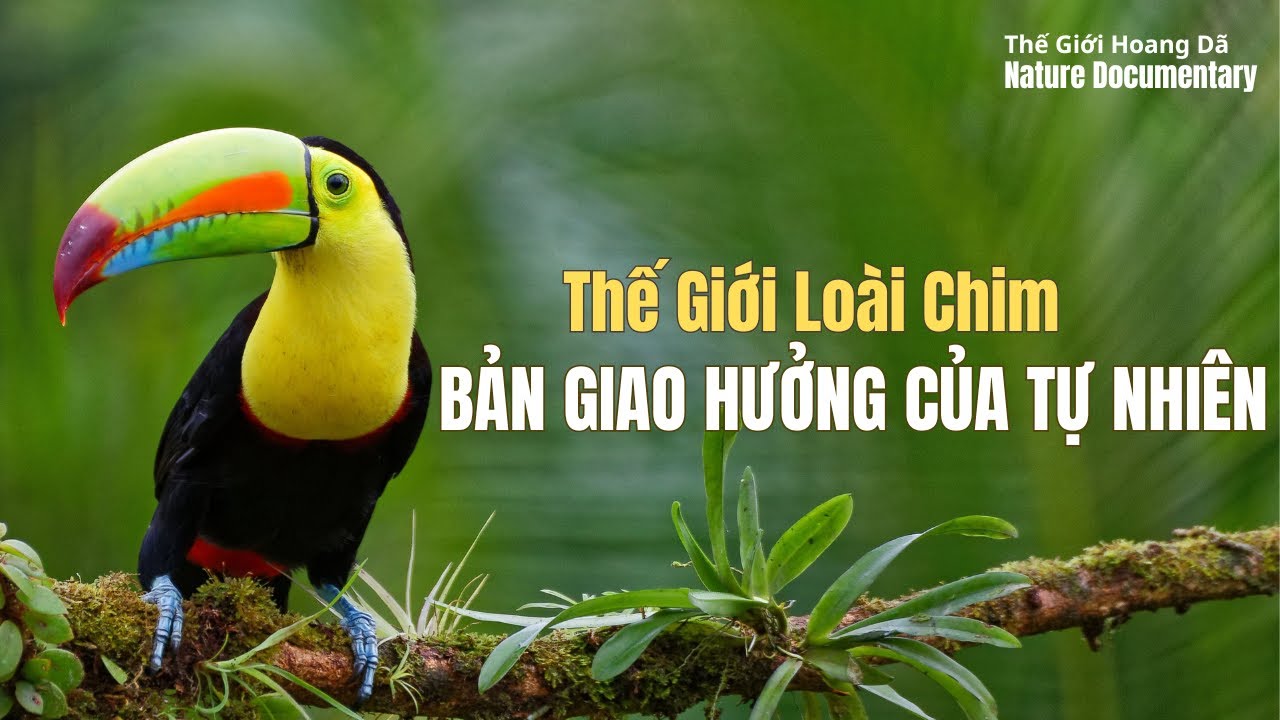 Khám phá thế giới loài chim, THẾ GIỚI LOÀI LÔNG VŨ. #thegioidongvat