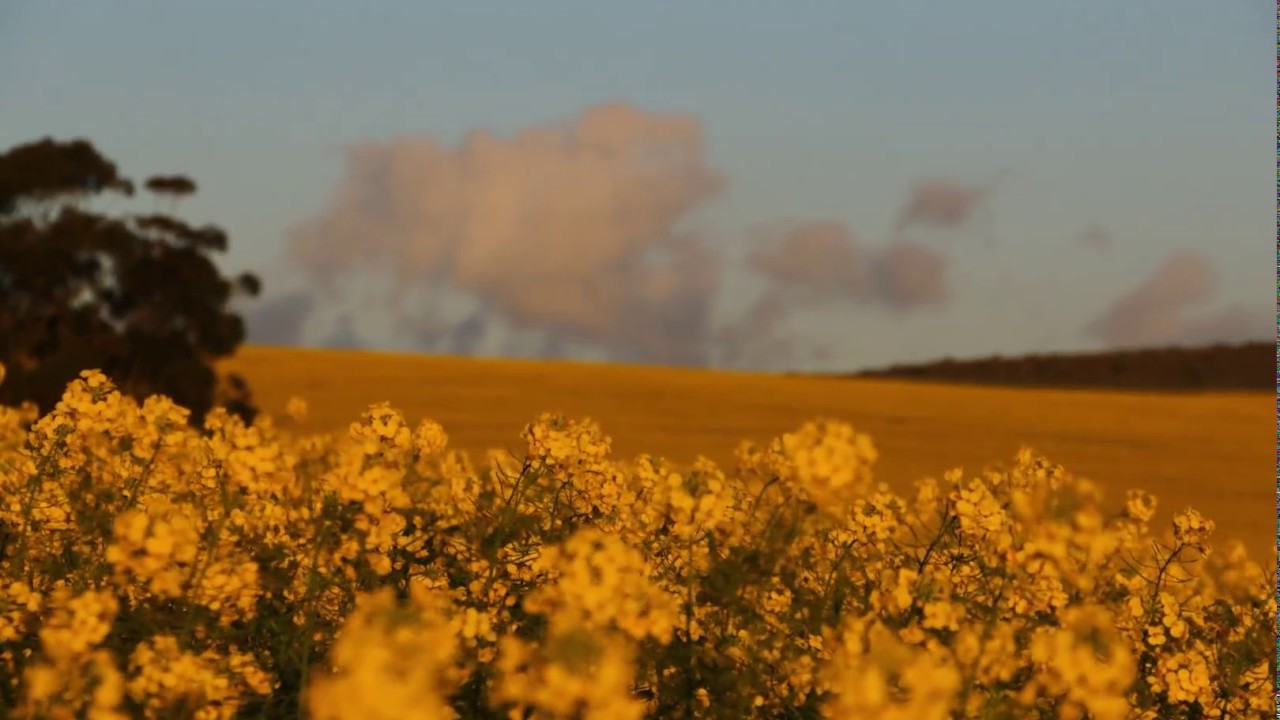 Canola Timelapse Aug 2017