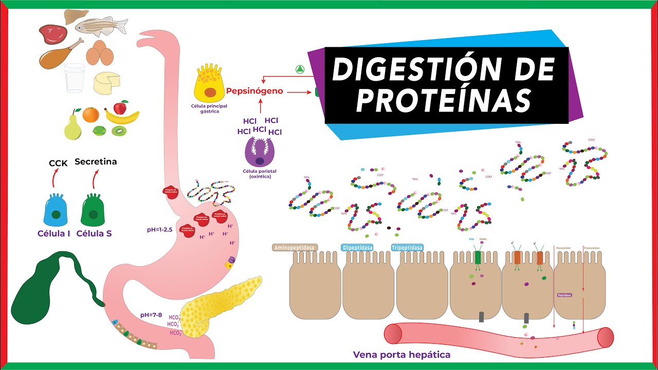 Digestión de proteínas, absorción y transporte de aminoácidos