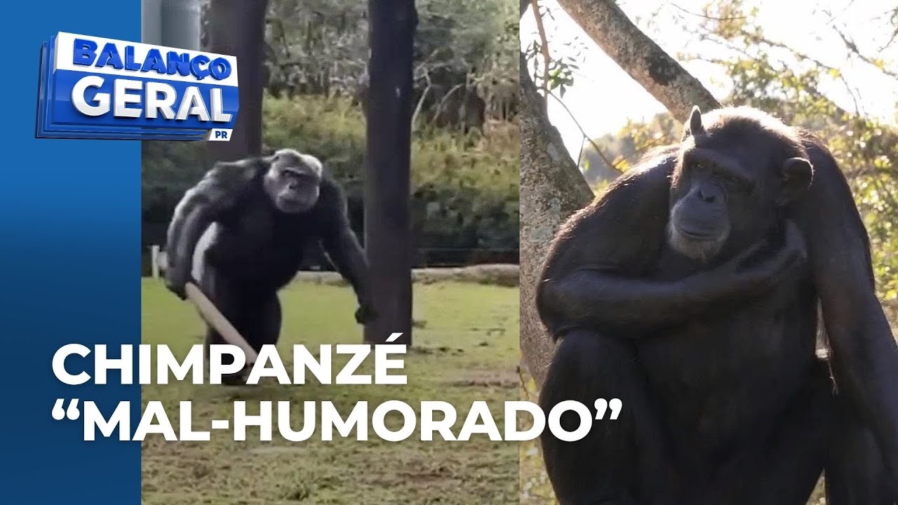 Conheça o chimpanzé que viralizou nas redes após jogar madeira em visitantes do Zoo de Curitiba