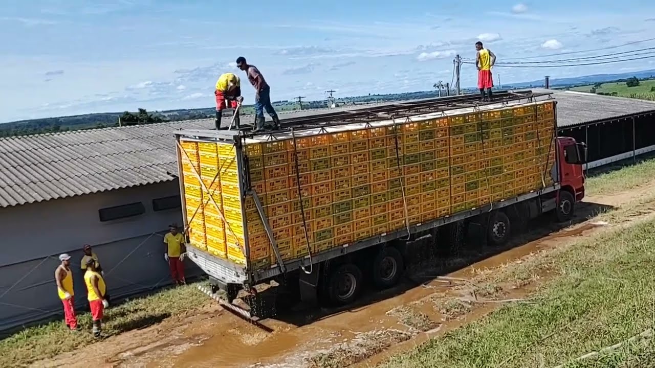 granja de frango
