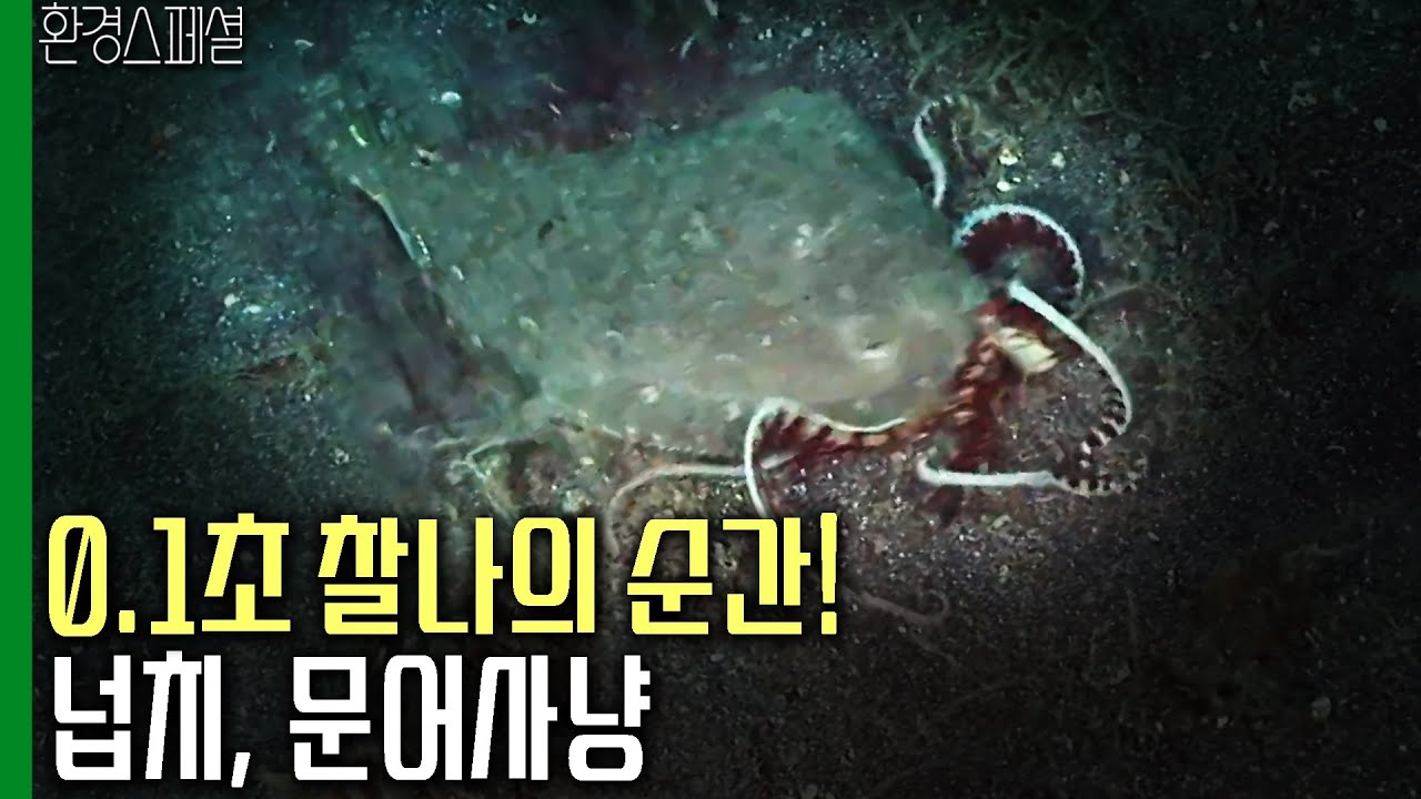 전광석화! 넙치, 눈깜짝할 사이에 문어 사냥 [환경스페셜-속여야 산다 위장의 마술사] / KBS 20090224 방송