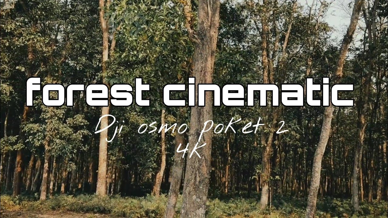 Forest cinematic video dji osmo poket 2 //B vlogger