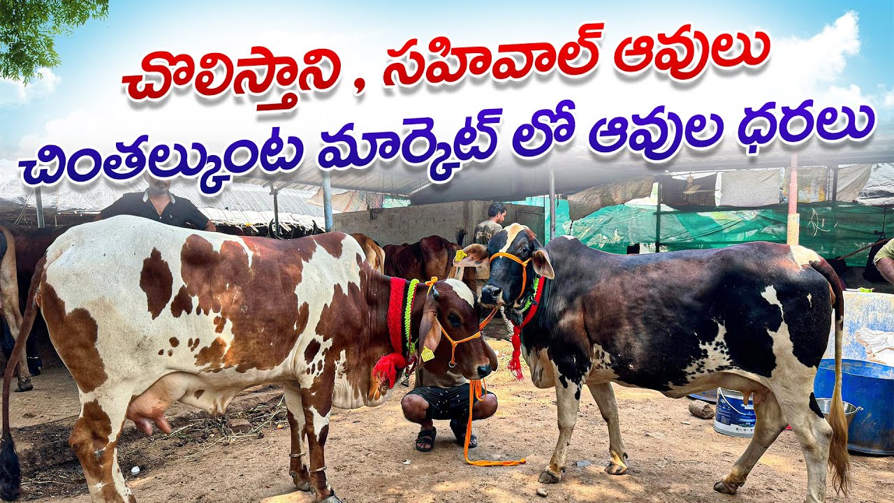 చొలిస్తాని , సహివాల్ ఆవులు చింతల్కుంట మార్కెట్ లో ఆవుల ధరలు || Sahiwal Cows Load in Hyderabad 