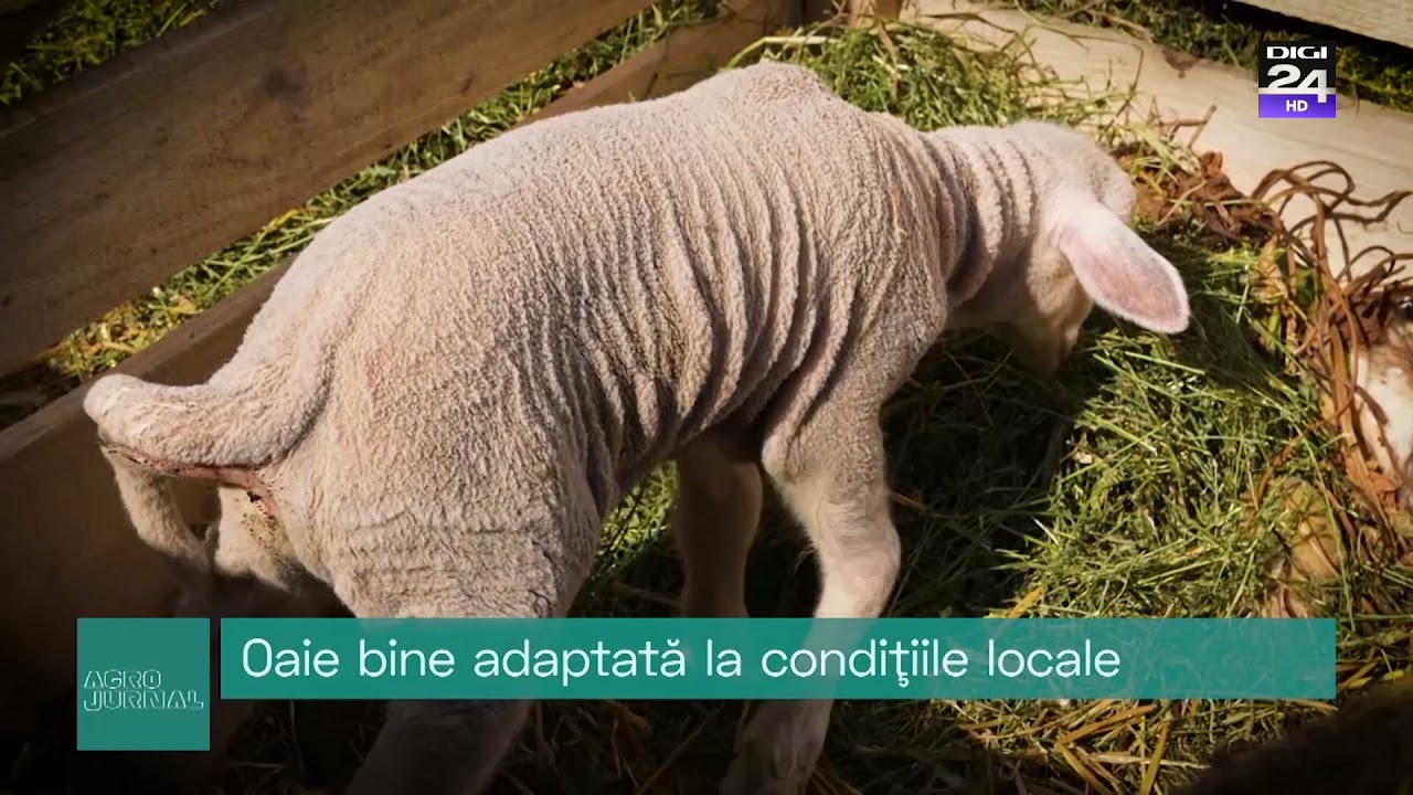 Merinos de Palas, sursă de lapte și carne. Importuri de peste un milion de euro. #Digi24 #AgroJurnal