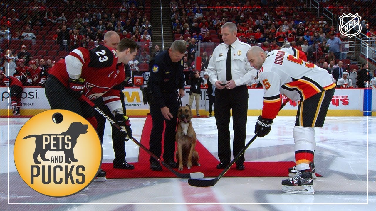 Coyotes host police dog for ceremonial puck drop
