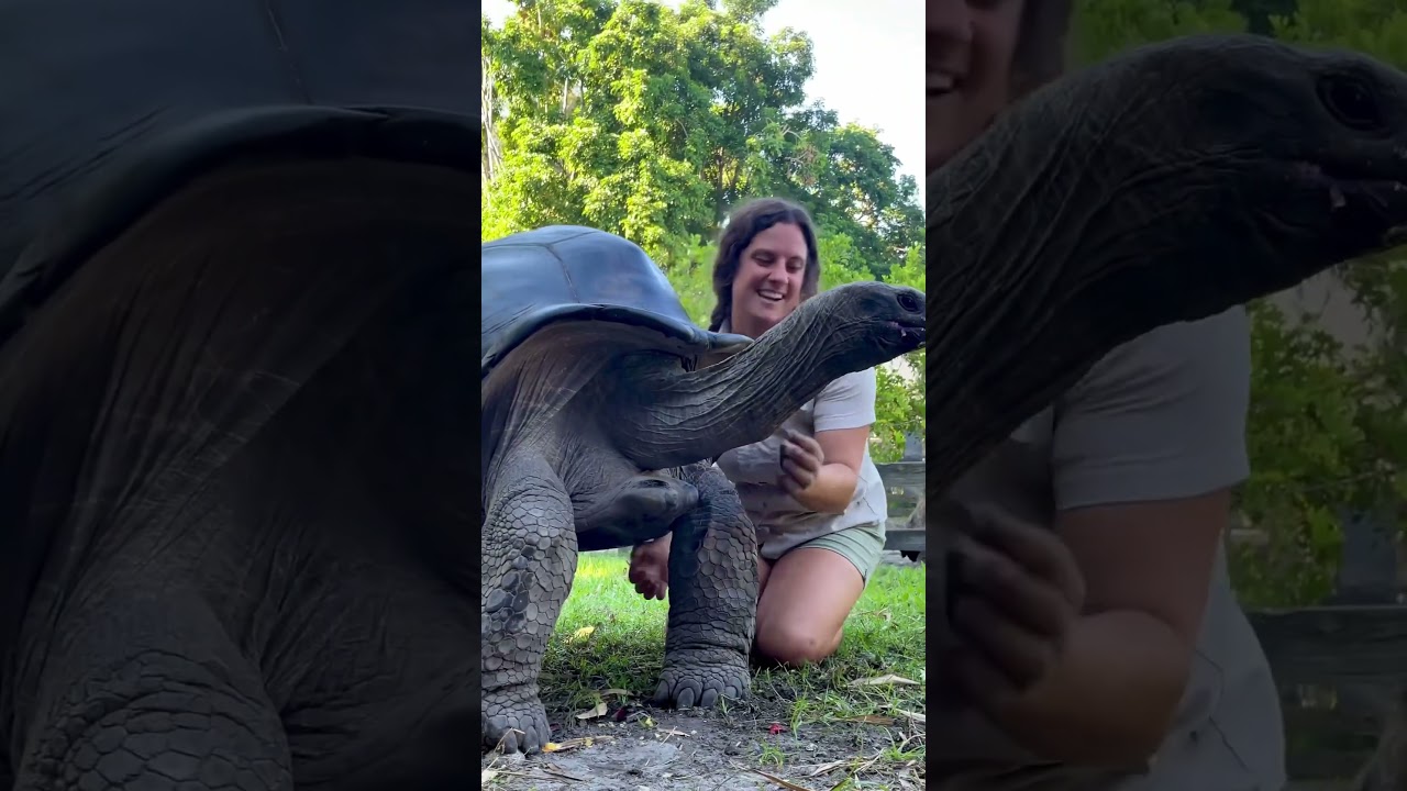 Giant tortoise Love look how huge this Aldabra tortoise sure likes his belly rubbed #animals #love