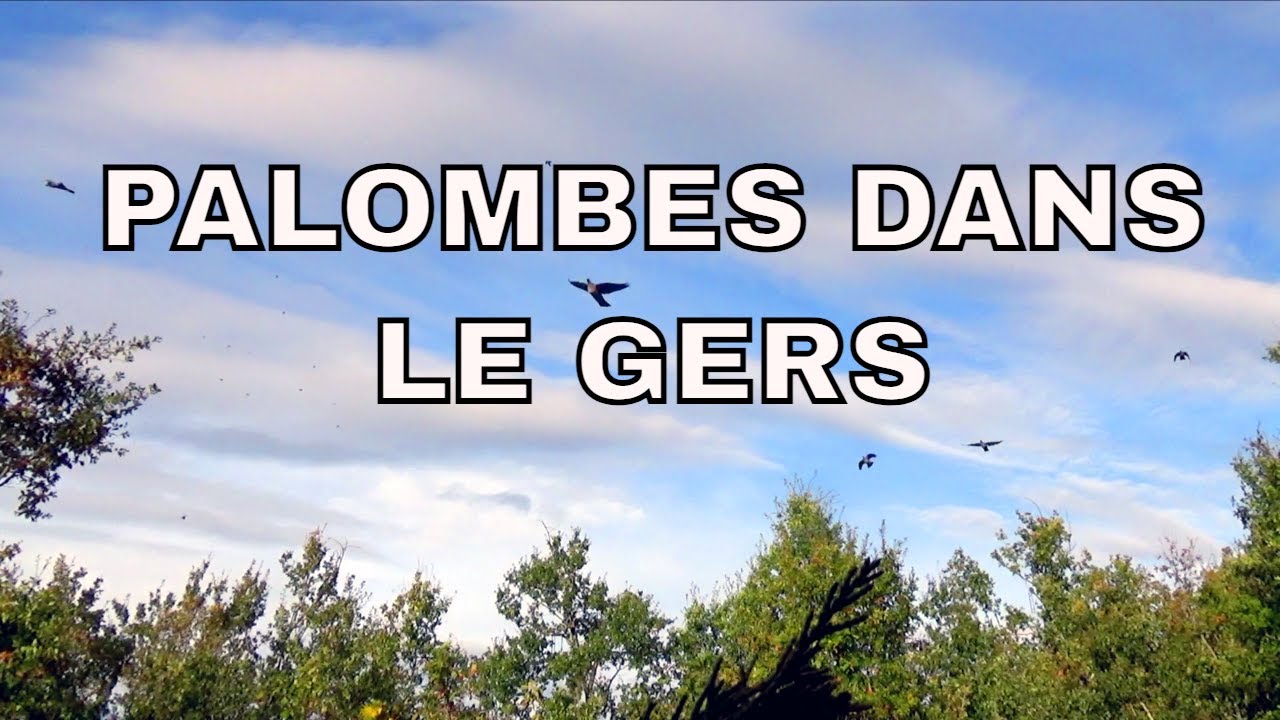 La fièvre bleue dans le Sud Ouest part 2