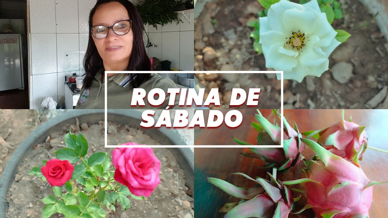 Minha rotina vivendo no interior/marido tirou o pé de goiaba/colhi pitaya e quiabo/ almoço 😋