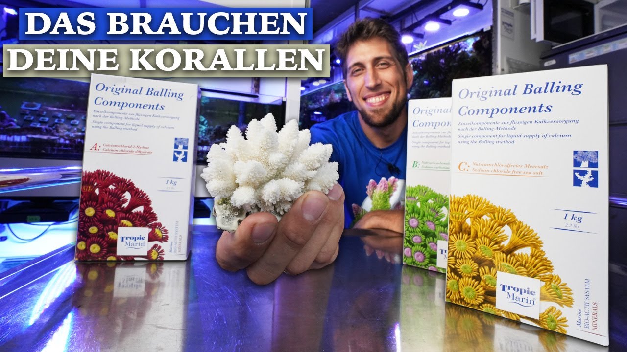Die Balling-Methode + Versorgung für deine Korallen im Meerwasseraquarium