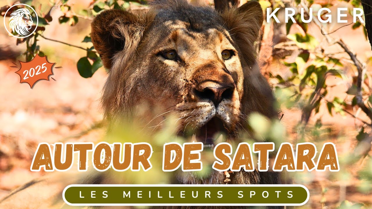Satara vs lions, léopards et guépards | Kruger 2025