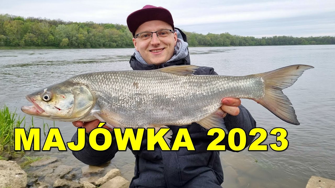 BOLENIE JUŻ BIORĄ! MAJÓWKA 2023