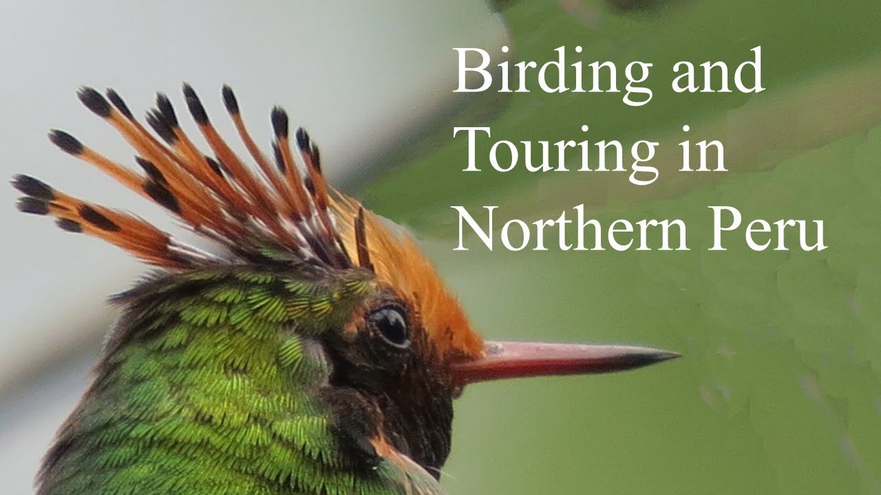 Birding in Northern Peru