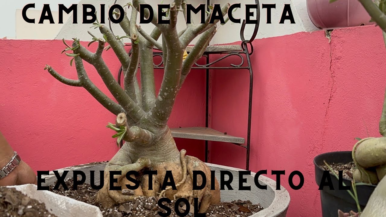 tips para hacer cambio de maceta cuando hay una temperatura de 45°