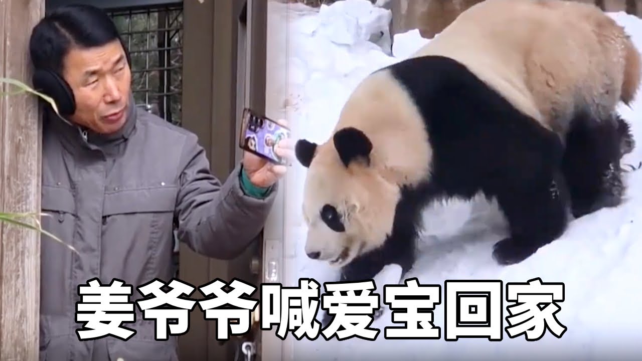 姜爷爷喊爱宝回家，爱宝不想回家，为了不让姜爷爷看到自己选择背着坐！#熊猫 #爱宝双胞胎