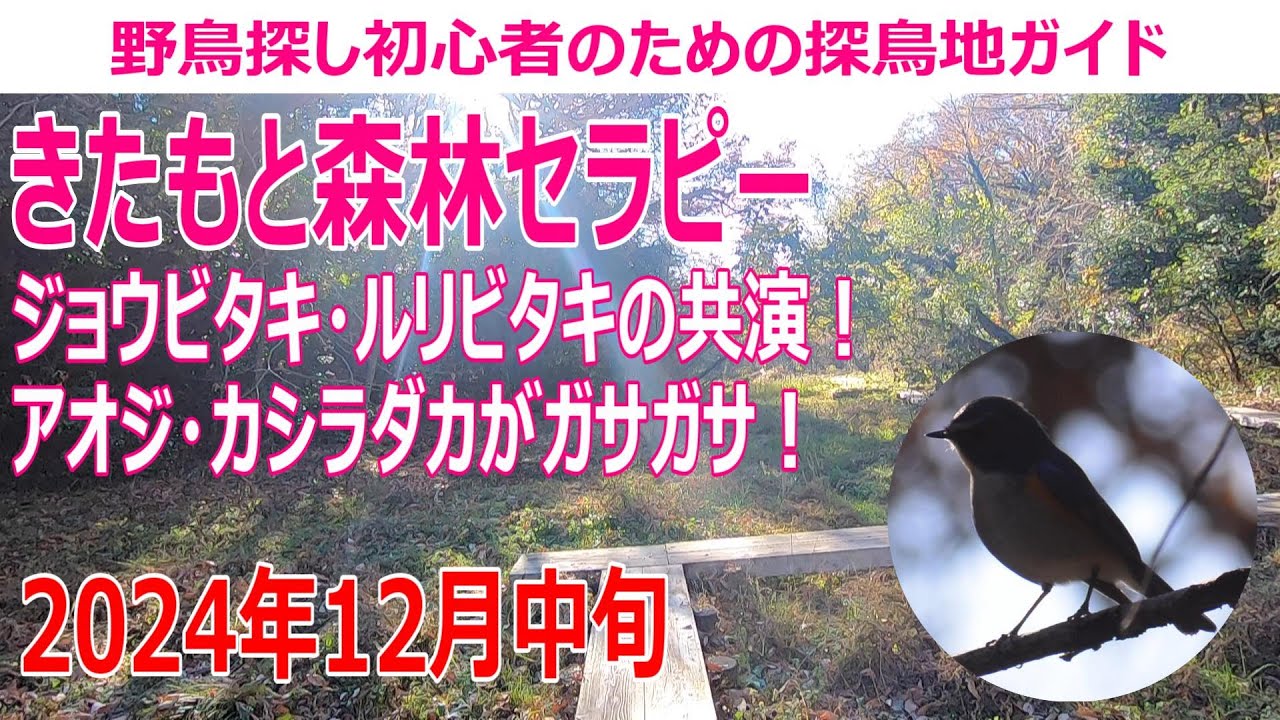 きたもと森林セラピー(埼玉県)の探鳥地レポートです　ジョウビタキ・ルリビタキの共演！アオジ・カシラダカがガサガサ！　2024年12月中旬