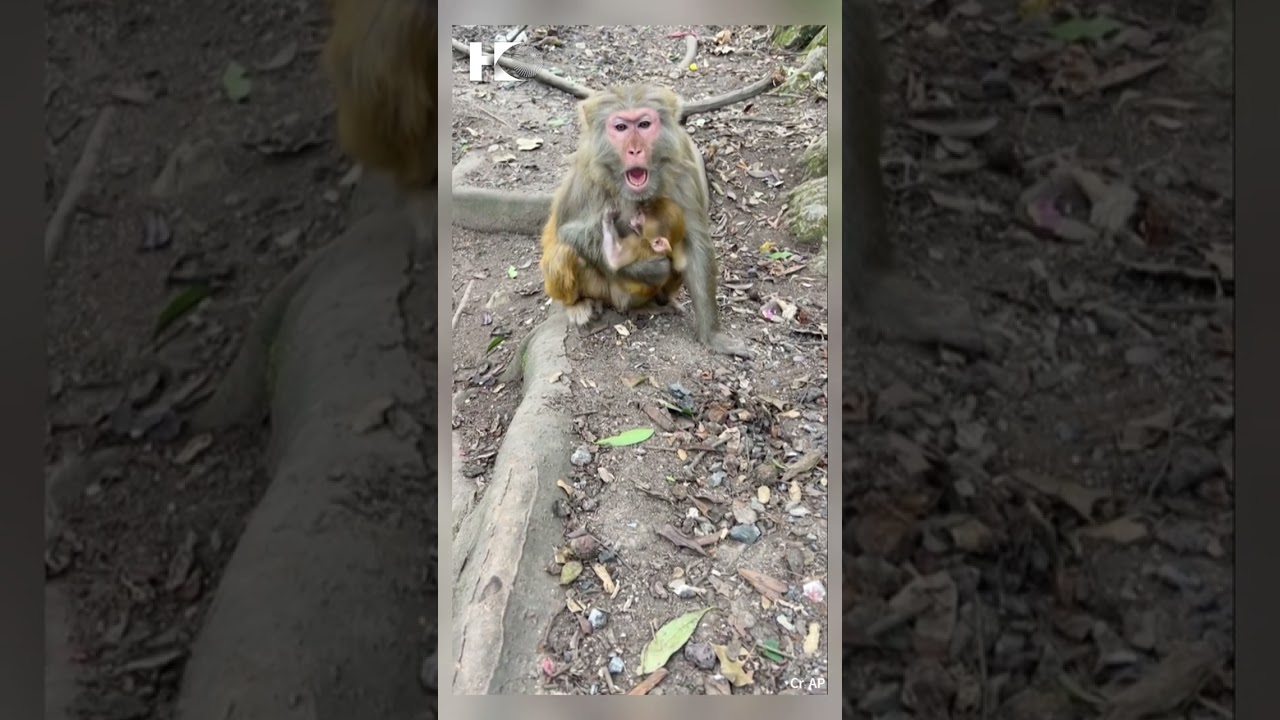 Mother monkey protects her sleeping baby in Guizhou, China