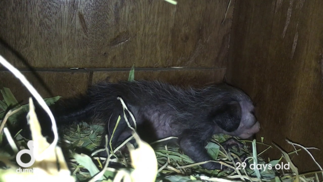 Matoky the Baby Aye-Aye at Jersey Zoo