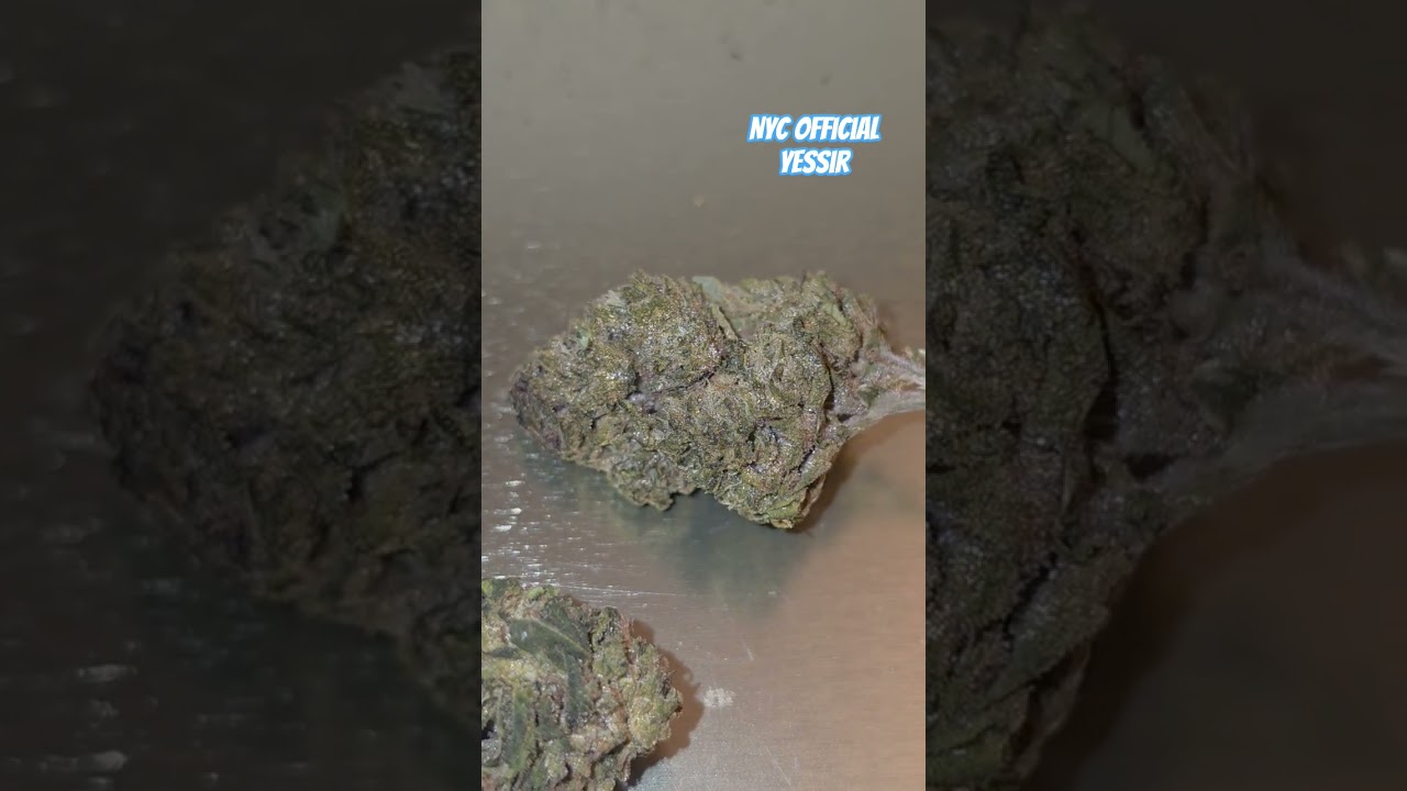 NYC Official Flower - Synergy - Sour Headband