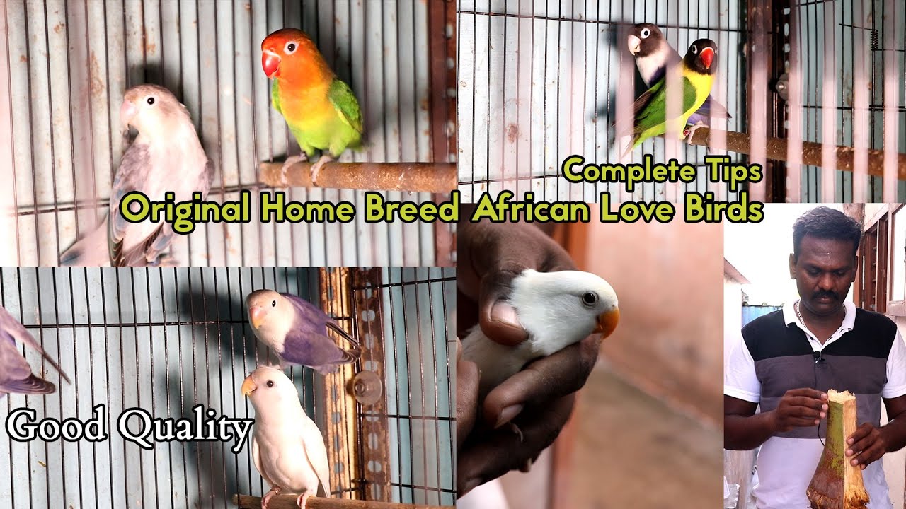 African Love Birds Sale in chennai | Beginner Tips | African Love Birds Farm Vlogs