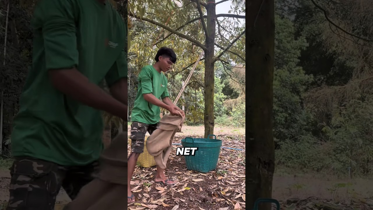 This Man Catches a 5 Kilo Fruit Falling From 8 Meters With No Helmet #reels #facts