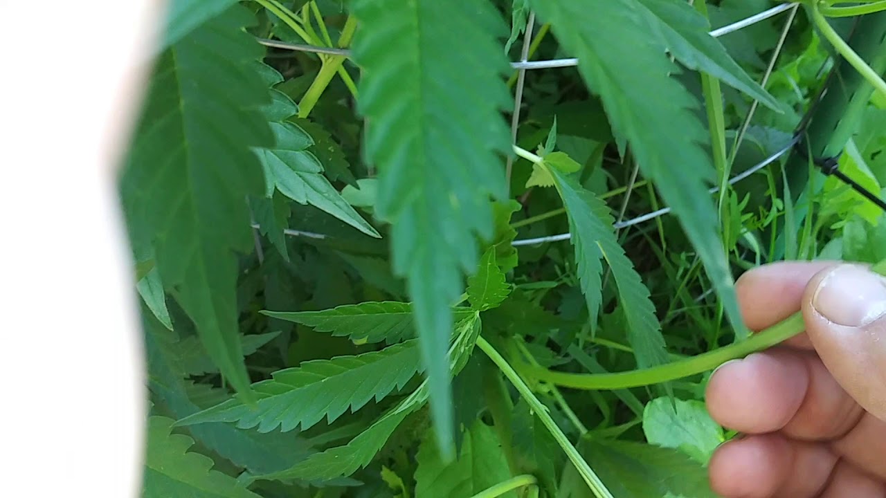 2020 Outdoor Cannabis Grow - Cage Maintenance