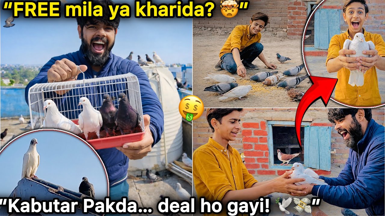“Dost ne kabutar pakad liya 😲” || 10 Din Baad Kabutar Mil Gaya 😭