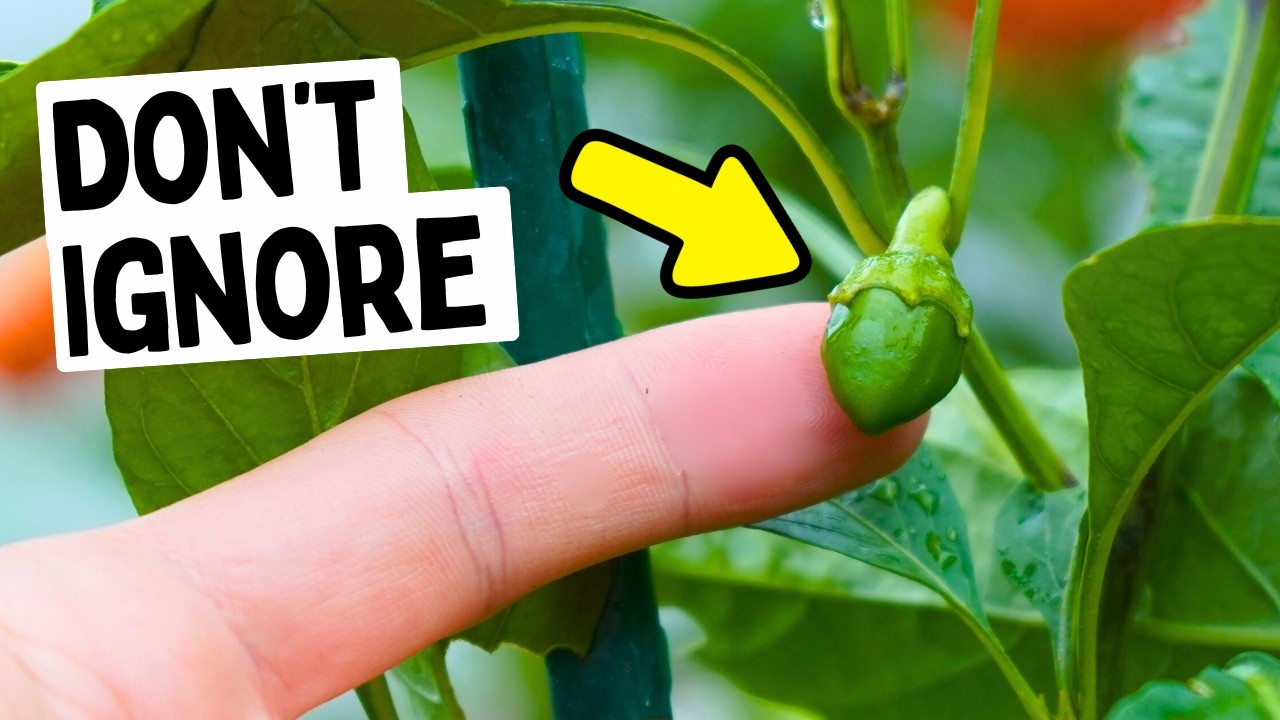 Never Ignore These Pepper Plant STRESS Signals