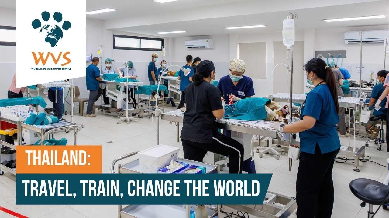 WVS Thailand: Travel, Train, Change The World