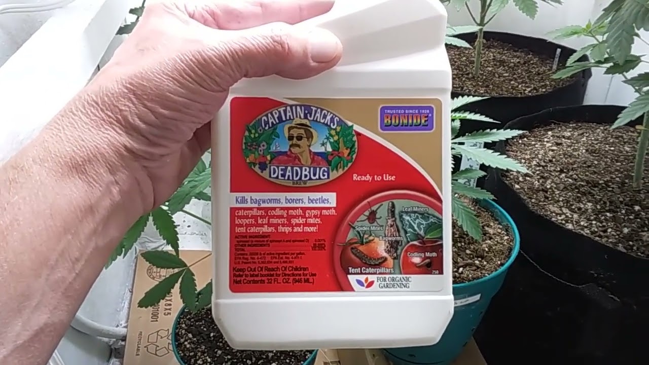 Captain Jack's Deadbug Brew