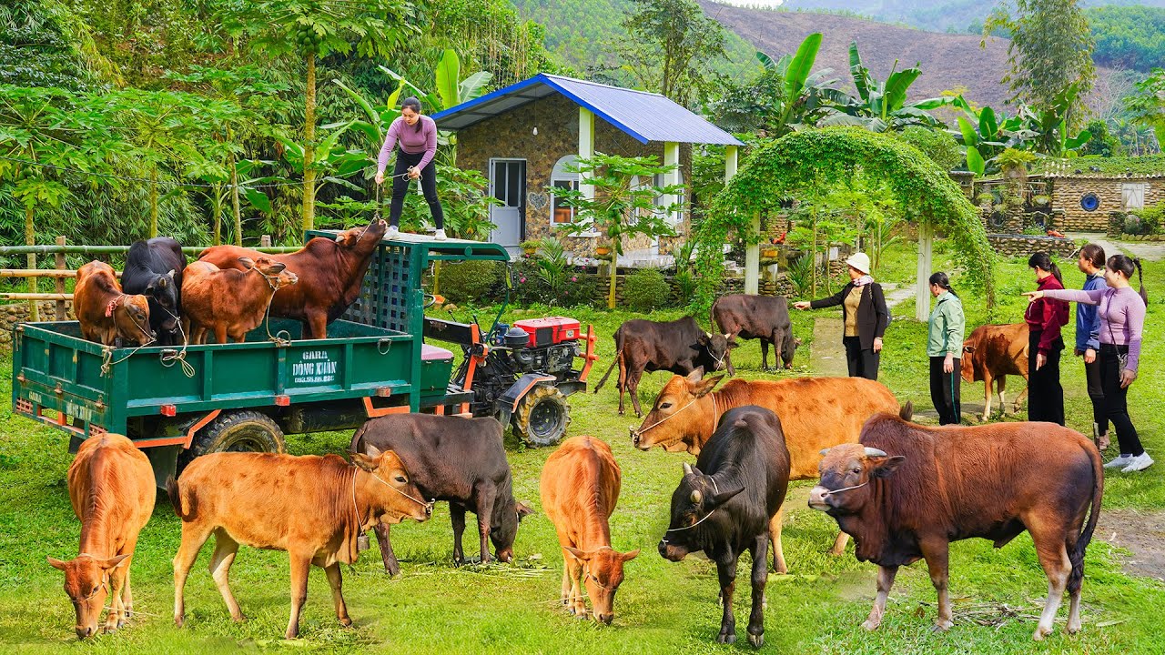 Use Truck To Buy Many Cow From Farmer -- Traders Come To The Farm To Buy Lots Of Cows