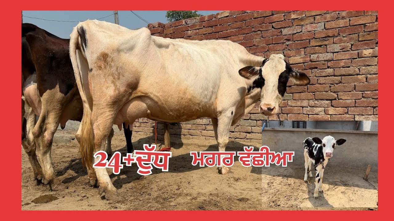 ਤਿੰਨ ਤਾਜ਼ੀਆਂ ਸੂਈਆਂ ਗਾਵਾਂ 👌🏻ਮਗਰ ਵੱਛੀਆਂ 💎🔥ਘੱਟ ਰੇਟ 😱🔥Bawa dairy farm 