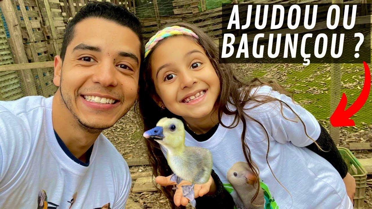 Arrumando as baias e um novo Lugar para os Filhotes de gansos | Aves Recriar