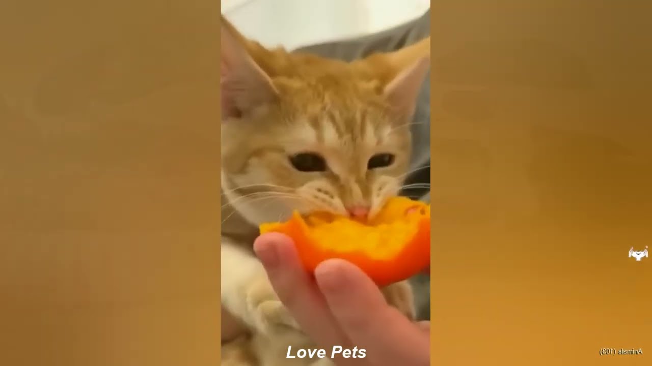 You Laugh You Lose 💖 Funniest Cats and Dogs 2026😄