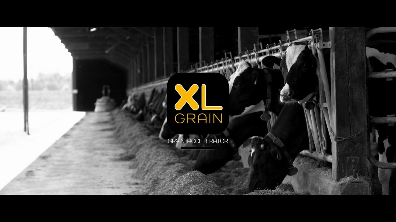 Vitalac | XL Grain, votre alternative au soja. Améliorez le potentiel de vos céréales fermières !