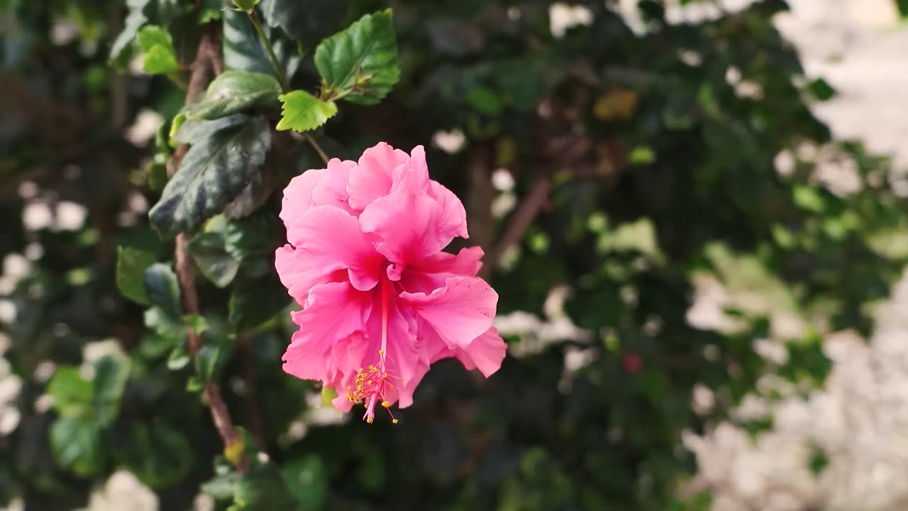 Antamina- Bosque de Huarmey