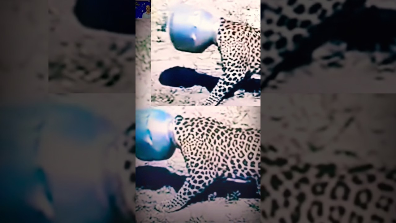 In a strange incident, Leopard manage to get its head stuck, Moksha#wildlife#sudheer #leopard#shorts