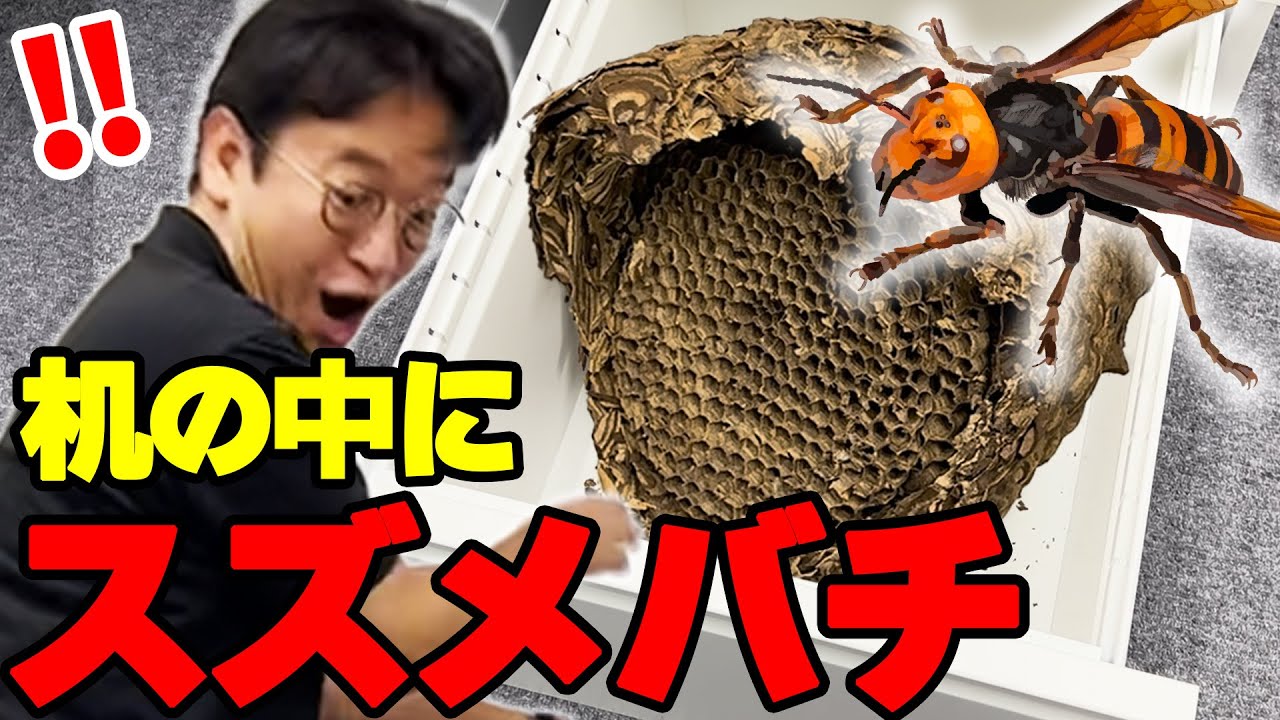 【社長にドッキリ】スズメバチの巣を社長のデスクに仕掛けるｗｗｗ